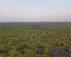 Miombo Forest Deforestation Assessment with Satellite Data