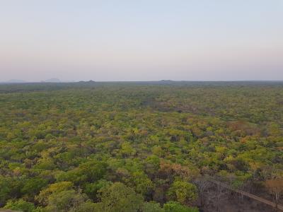 Read more about the article Miombo Forest Deforestation Assessment with Satellite Data